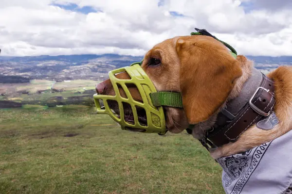 dog with a bag in the mountains