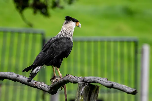 Fekete Sas Állatkertben Parkban — Stock Fotó