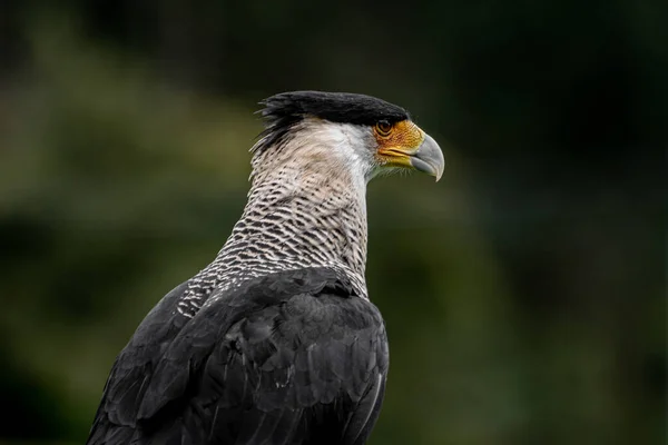 Ritratto Aquila Coda Nera Nella Foresta — Foto Stock