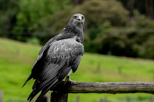 Ritratto Una Giovane Aquila Con Grande Becco Sullo Sfondo Uno — Foto Stock