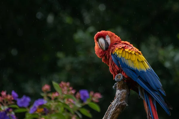 Primer Plano Guacamayo Bosque —  Fotos de Stock