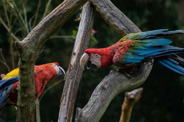 Dos Guacamayos Rojos Amarillos —  Fotos de Stock