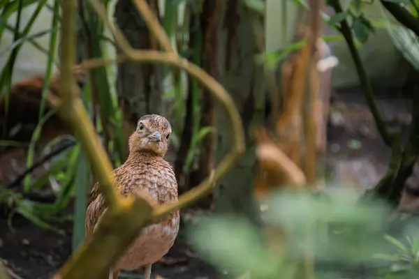 Primer Plano Pavo Real Zoológico — Foto de Stock