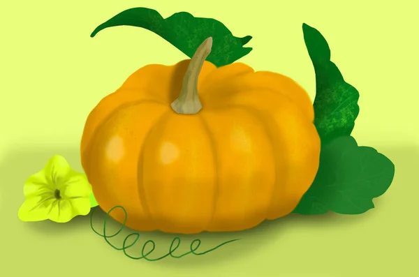 Pumpkin Yellow Flower — Stock Photo, Image