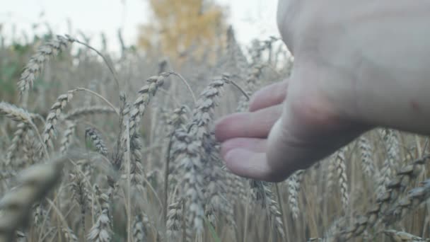 Ręka Farmera Dotykającego Żyta Słonecznym Polu — Wideo stockowe