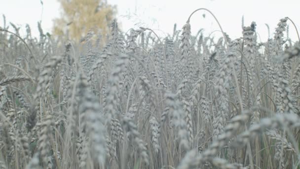 Ripe Rogge Veld Herfst Zonsondergang Focus Shift — Stockvideo