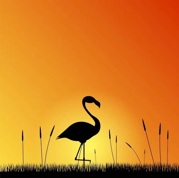 Flamingo Atardecer Silueta Naturaleza Fondo — Vector de stock