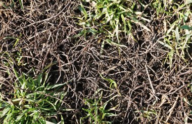     Şimdi filizlenen yabani otlar