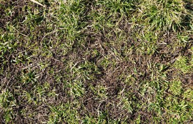     Şimdi filizlenen yabani otlar