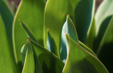                           Şimdi yerden fışkıran lale yaprakları yükseliyor.     