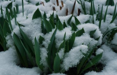                               Buz çimenlere düşüyor. 