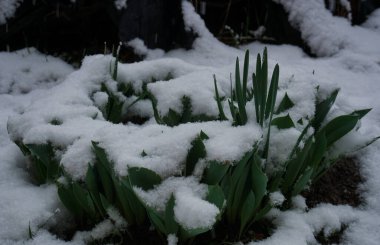                               Buz çimenlere düşüyor. 