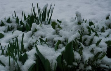                               Buz çimenlere düşüyor. 