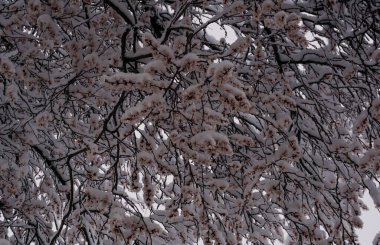                     Tomurcuklar karda kaldı.           