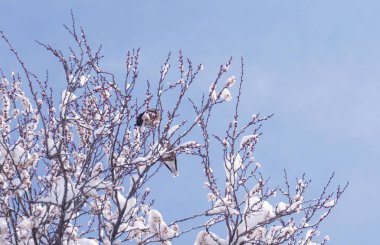                                Karlı bir dalda iki kuş.