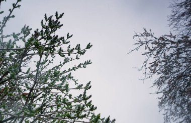                                Soğukta kalan ağaçlar