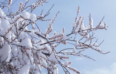                             Tomurcuklar karda kaldı.     