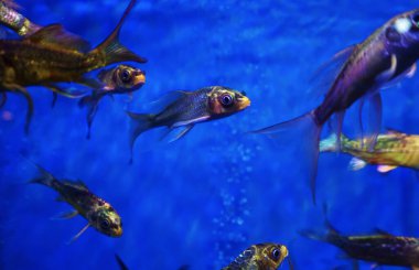                                Akvaryum balıkları çeşitli balıklardır.