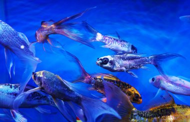                                Akvaryum balıkları çeşitli balıklardır.