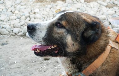                Orta Asya büyük köpekleri                