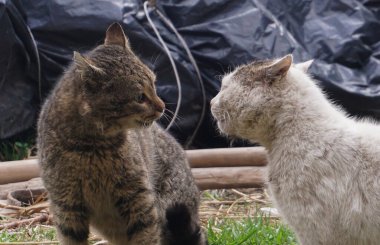                                Kediler mücadele ediyor.
