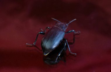                      Siyah çan baş aşağı duruyor.                    