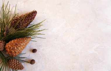        Noel ağacının meyvesi 