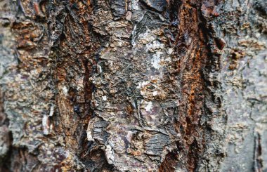                          Turli xil yog'och to'qimalar      