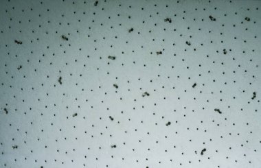                             Doku beyazdan siyaha   