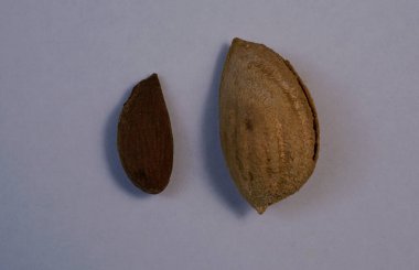          Badem ve fındıkları.