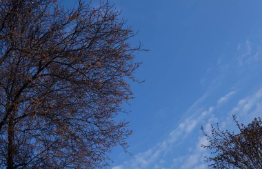                 Ağaç ve mavi gökyüzü                