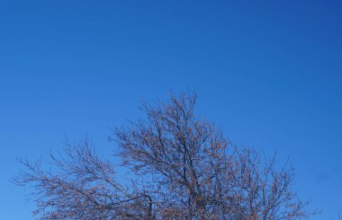                 Ağaç ve mavi gökyüzü                