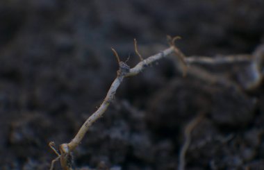 Kökü yerde, sabanın içinde, harika bir manzara.