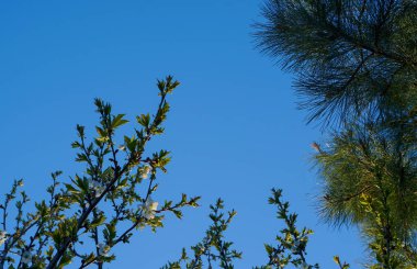                 Kiraz dalı çiçek açıyor, baharın nefesi               