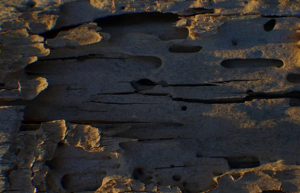 Textura Madera Podrida Madera Natural — Foto de Stock