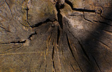               Çürük ahşap doku, ahşap doku.                 