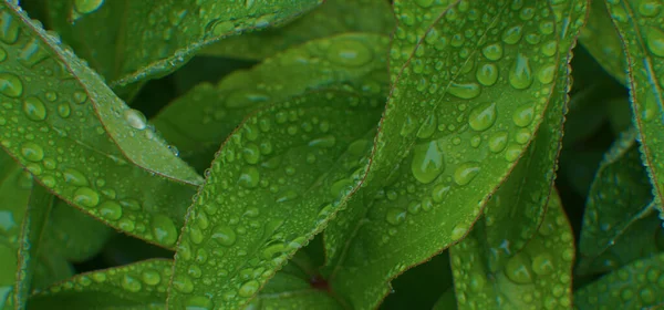 Una Goccia Acqua Una Foglia Verde Gocce Pioggia — Foto Stock