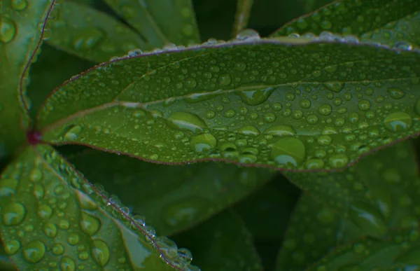 Uma Gota Água Uma Folha Verde Gotas Chuva — Fotografia de Stock