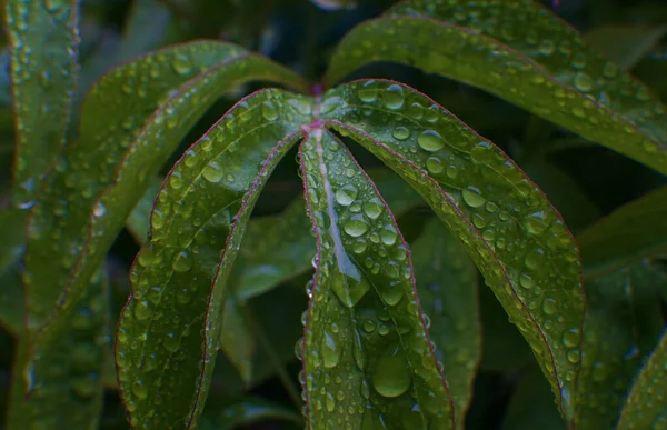 Uma Gota Água Uma Folha Verde Gotas Chuva — Fotografia de Stock