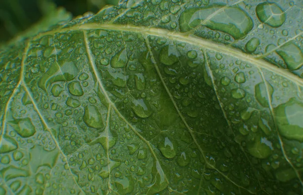 Egy Csepp Víz Egy Zöld Levélen Esőcseppek — Stock Fotó