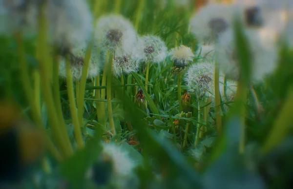Белые Пушистые Одуванчики Естественный Зеленый Размытый Весенний Фон Выбранный Фокус — стоковое фото