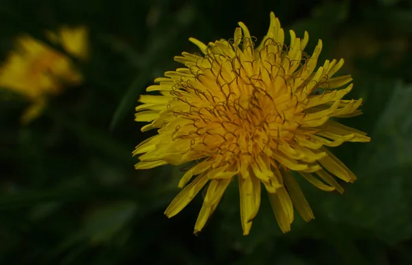 Maskros Gul Blomma När Den Helt Öppen — Stockfoto