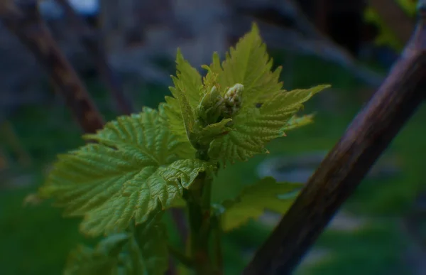 Jeunes Feuilles Raisin Printemps — Photo