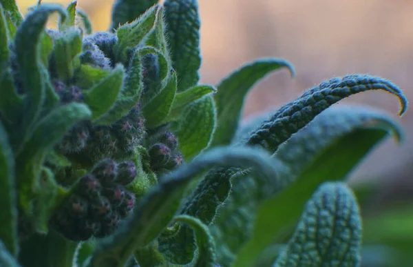 On the eve of flowering large leaves, large buds