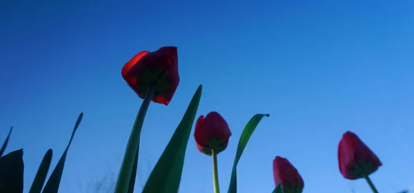 Des Tulipes Rouges Ciel Des Tulipes Ouvertes — Photo