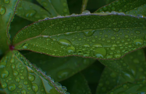 Крапля Води Зеленому Листі Краплі Дощу — стокове фото