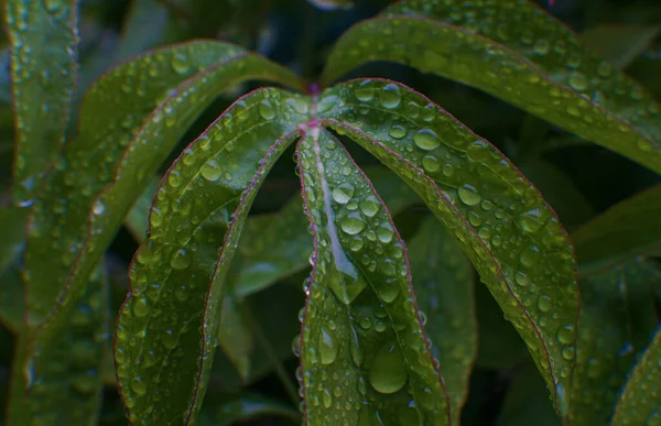 Una Goccia Acqua Una Foglia Verde Gocce Pioggia — Foto Stock
