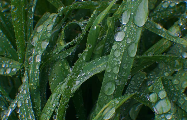 Uma Gota Água Uma Folha Verde Gotas Chuva — Fotografia de Stock