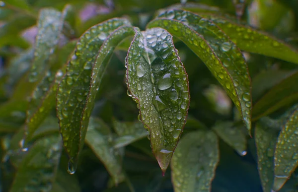 Μια Σταγόνα Νερό Ένα Πράσινο Φύλλο Σταγόνες Βροχής — Φωτογραφία Αρχείου