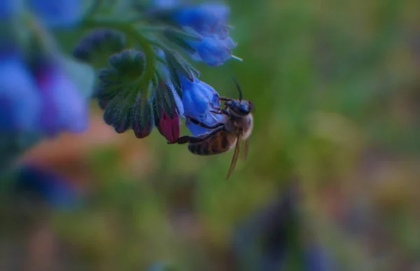 Abelhas Nos Botões Das Flores Estão Tomando Mel — Fotografia de Stock